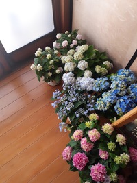 【小さな花屋 F】山アジサイ、入荷しました。