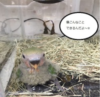 うちの動物のご紹介☺　コザクラインコちゃん