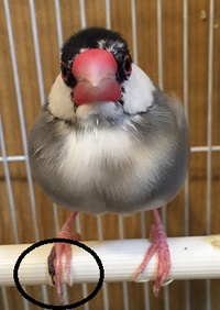 うちの動物ちゃん♡桜文鳥 2017/03/01 19:35:35