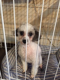 どうして怒られているかわからない(;´･ω･) 2016/10/02 13:05:07