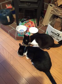 人間不信になった猫ちゃん 2016/10/06 23:25:41