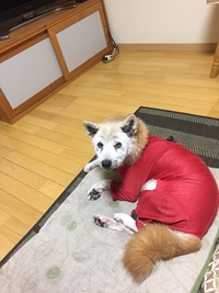 痒い原因がわかったよ！ 2016/11/09 19:35:41