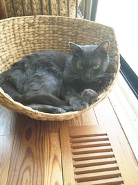 急に猫を飼おうと思った☆ 2016/09/20 20:48:58