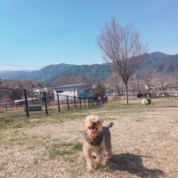 お散歩日和✨愛犬ご紹介✨ 2019/04/06 18:09:07