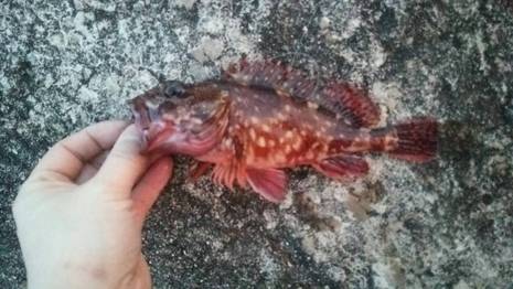 綺麗な朝焼け