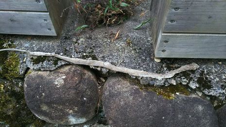アオダイョウの脱皮