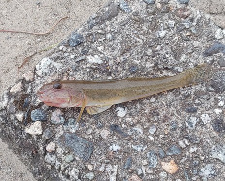 ハゼ釣り