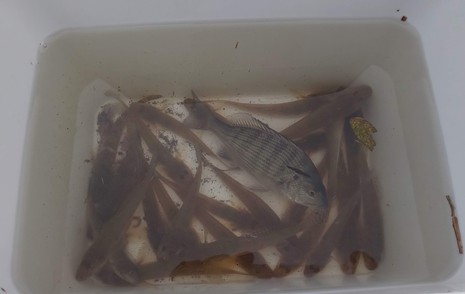 ハゼ釣り