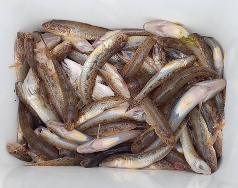 ハゼ釣り