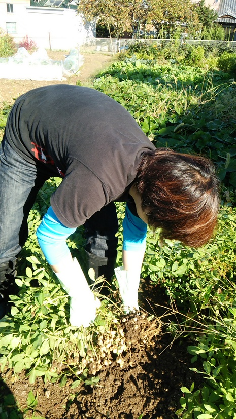 落花生収穫