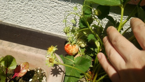 花じゃなくて野菜