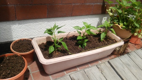 花じゃなくて野菜