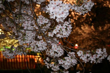 夜桜先取り