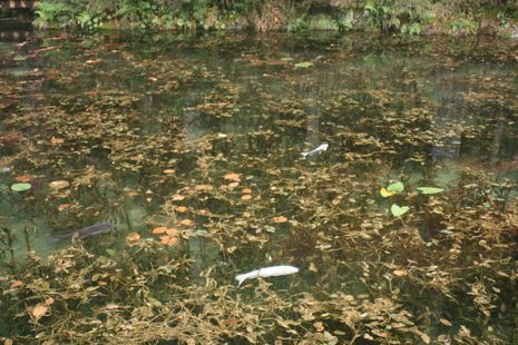 モネの池