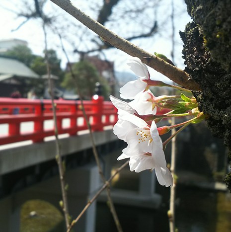 桜咲く