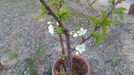 桜が咲いた