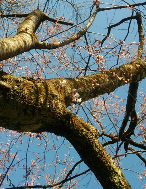 昨日、桜咲いてました
