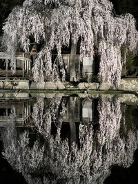満開の枝垂れ桜の反射