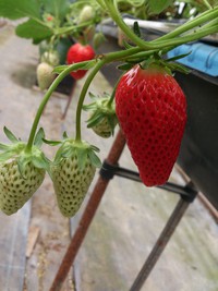 高山deい・ち・ご♪ 2015/04/22 09:32:53