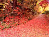 NO.3213　高山城山公園　森林浴日本100選　･･･