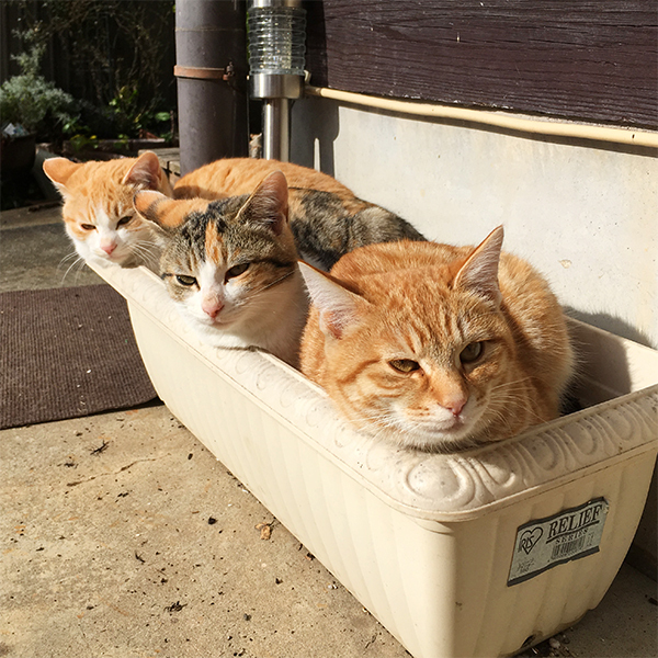 暖かい場所を探して