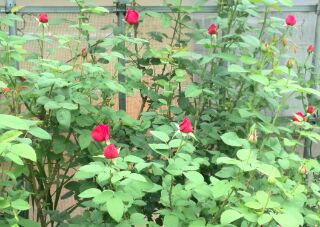 よしま農園さんの薔薇♡