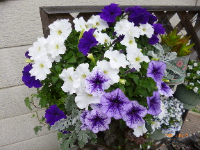 今日やったあれやこれや・・・(๑◔‿◔๑)