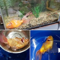我が家の金魚ポニョが天国に。。