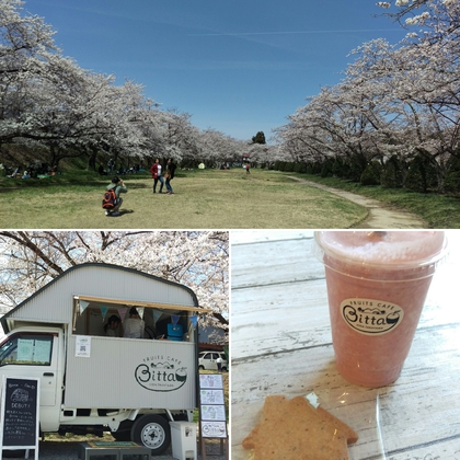 緑地公園の桜✿とBittaさんのスムージ゜.+.(♥´ω`♥)゜+.゜