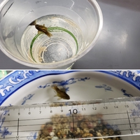 復活できた・・・かも！？