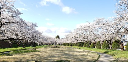 豊昇さんの懐石弁当と緑地公園の桜❀