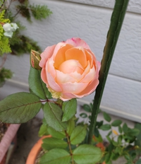 マイマイガじゃなかったけど・・・（－ω－；） 2021/09/03 12:39:47