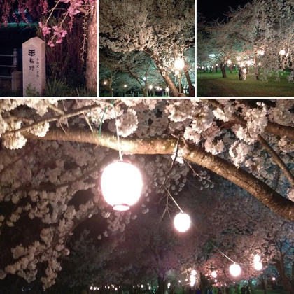 夜桜巡り✿✿✿