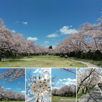 花植えと桜野公園♪