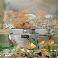 綺麗になって良かったね♪ 2021/09/14 19:01:54