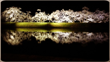 夜桜巡り✿✿✿