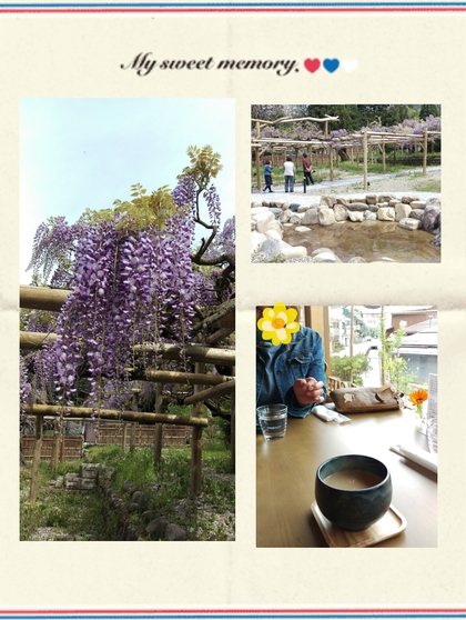 安房藤園の藤の花✿