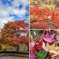 飛騨清見の紅葉✿ 2020/11/09 18:47:43