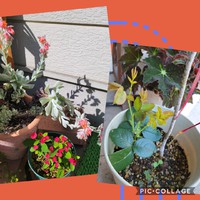 久々すぎたΣ(ﾉ∀｀*) 2021/08/27 09:54:33