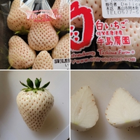 白いイチゴ!!(´｡✪ω✪｡｀) 2022/03/24 08:51:48
