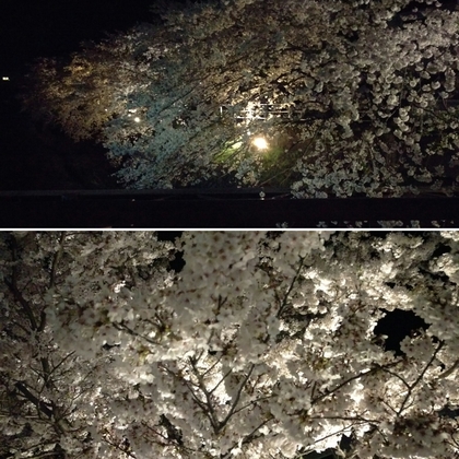 夜桜巡り✿✿✿