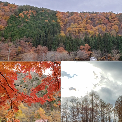 飛騨清見の紅葉✿