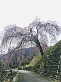 岩太郎の桜観てきたよ