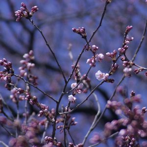 桜開花