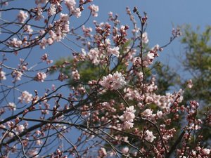 桜１、２分咲き？