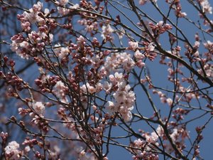 桜１、２分咲き？