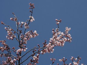 桜１、２分咲き？
