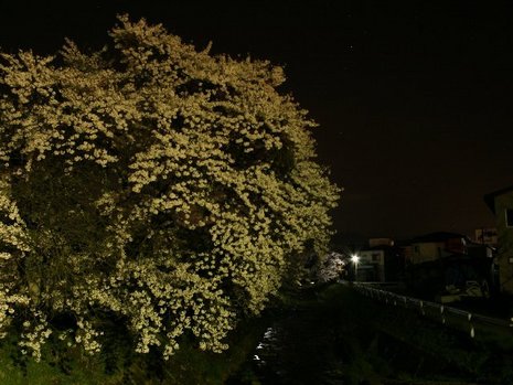 桜も散って