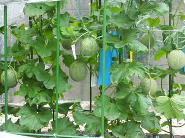 Kmpメロン 宅庭栽培 ３２ 硬化期 ネット発生期４ 菜園はじめてものがたり