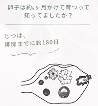 卵子は6ヶ月かけて育つって知ってましたか？ 2025/05/02 21:05:25